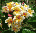 /album/honeypot/honeypot-jungle-jacks-gif/